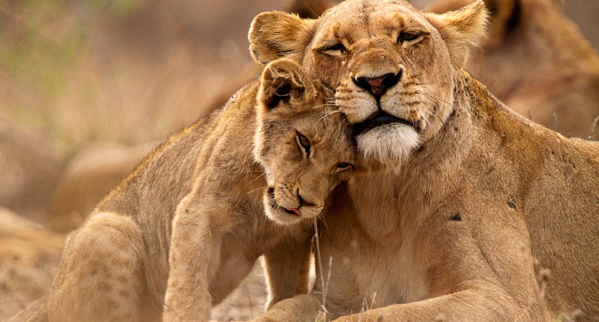 Lioness Cub_KrugerNationalPark