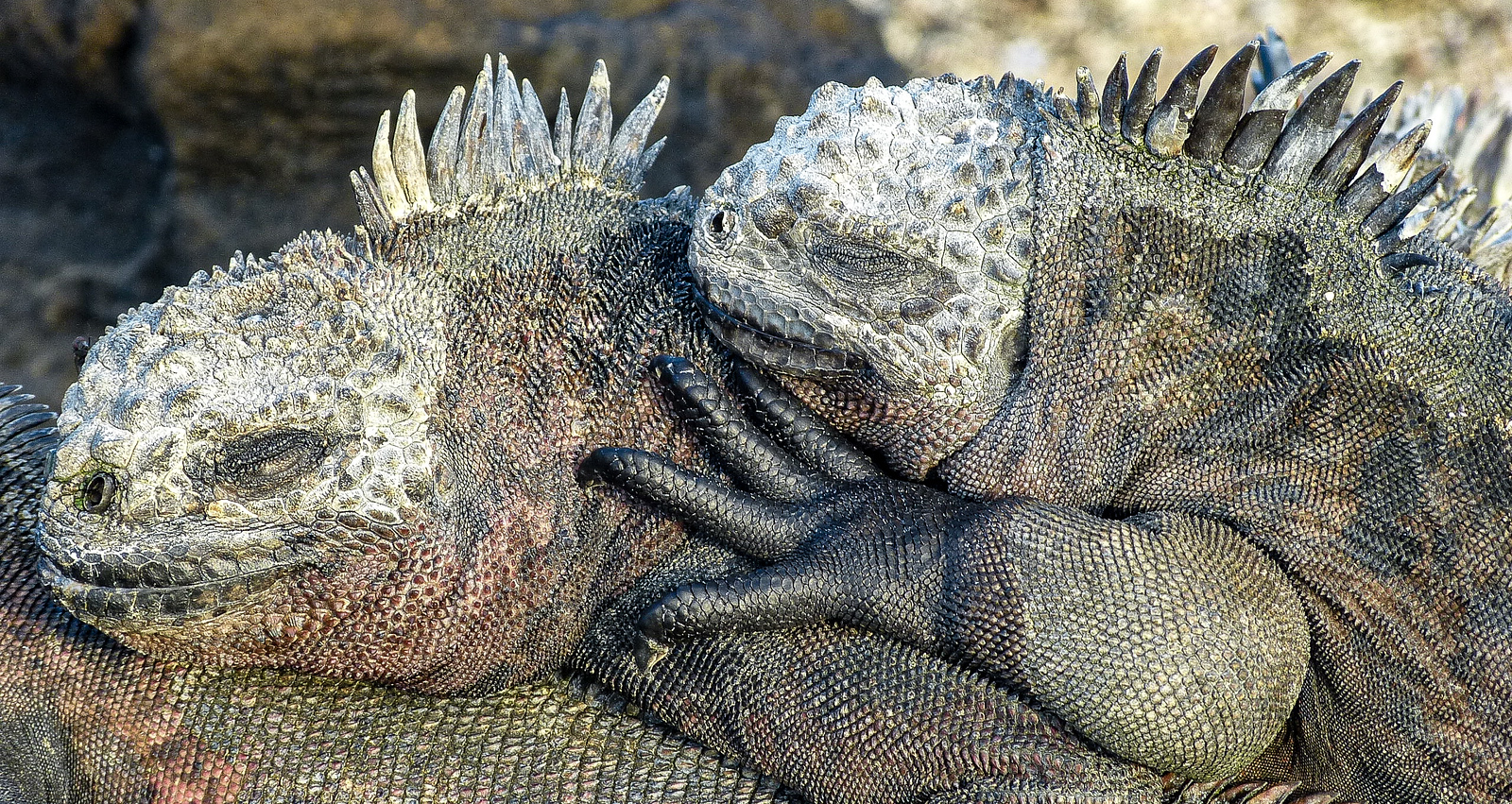 Galapagos land iguanas