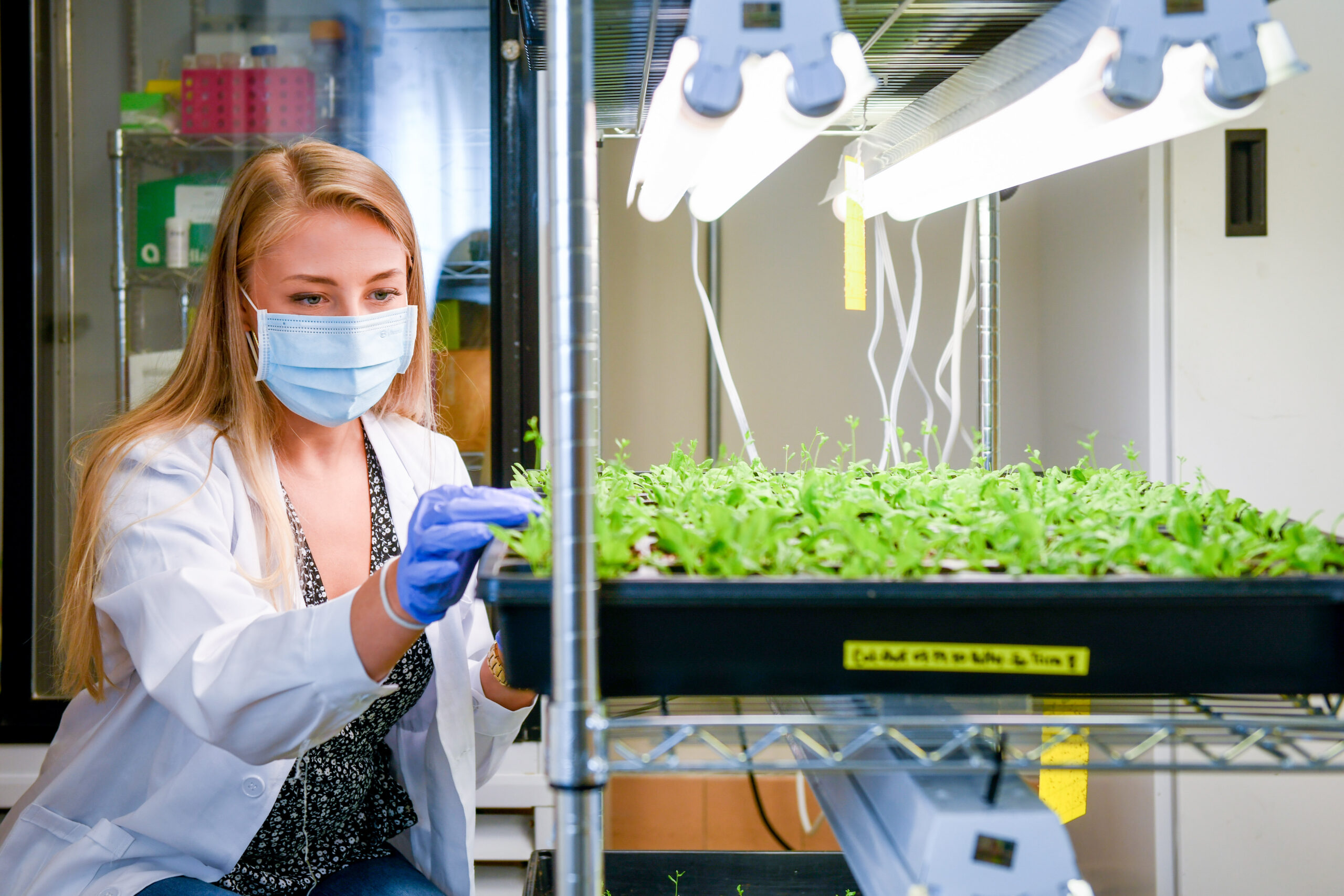 Structural Biochem student works in the lab