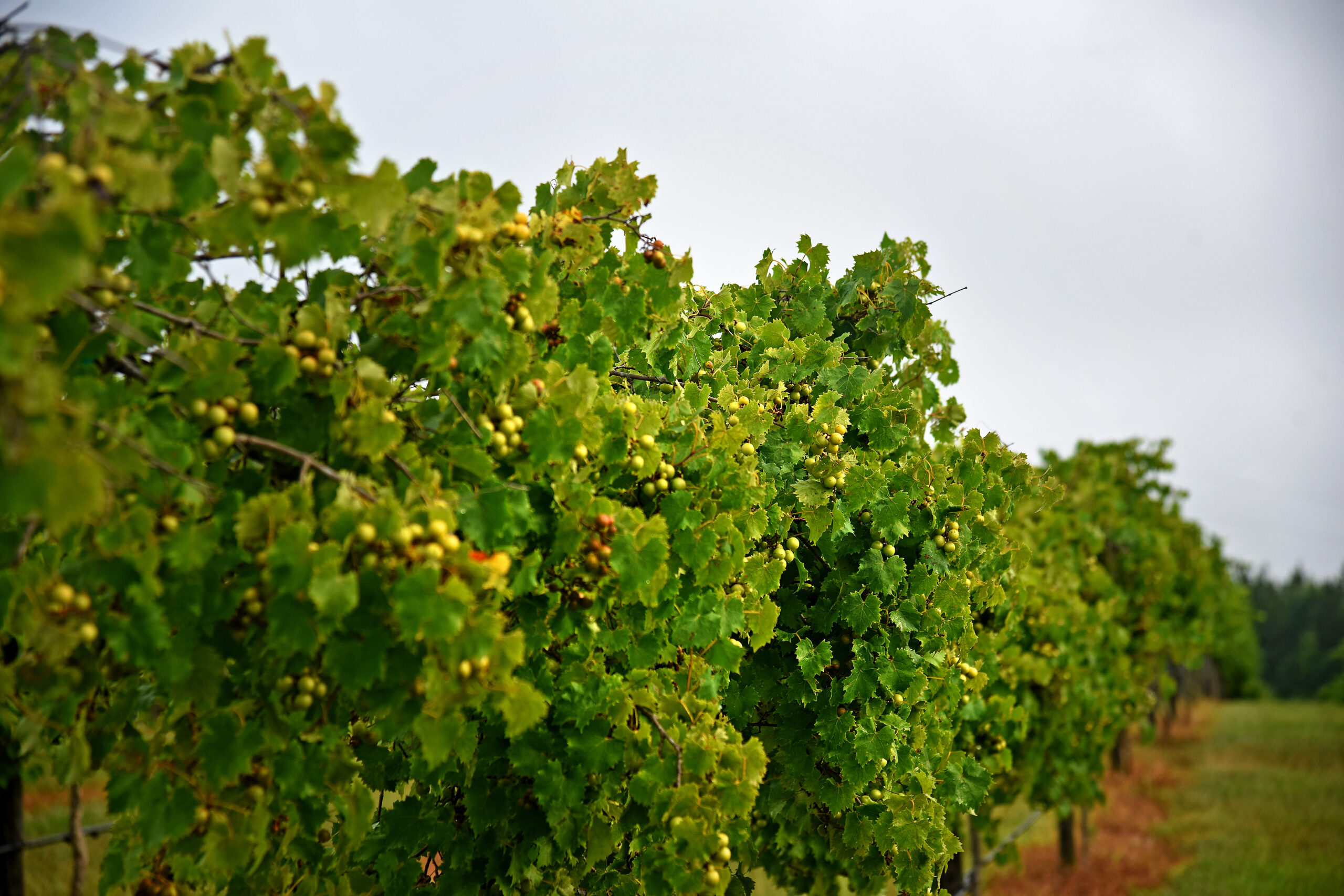  muscadine grapes growing 