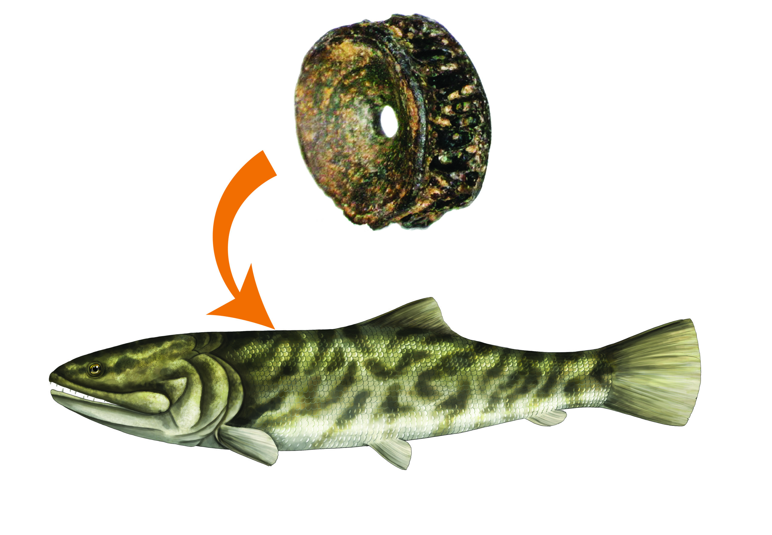 a bony fish vertebra with arrow